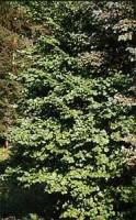 1.    alunul (corylus avellana l.)- cea mai raspandita specie de alun de la noi din este un arbust