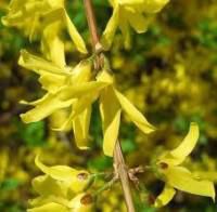 Cornul - Cornul(Cornus mas) este un arbust(arbore) care - BAZA MELIFERA - PLANTE , ARBUSTI , ARBORI