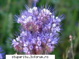 Despre Facelia - buna dimineata! Sunt la inceput motiv pentru - BAZA MELIFERA - PLANTE , ARBUSTI , ARBORI